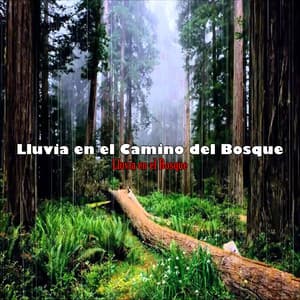 Lluvia en el Camino del Bosque - Lluvia en el Bosque