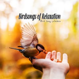 Birdsongs of Relaxation - Bird Song Lullabies