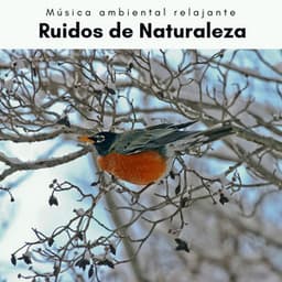 2 0 2 2 Ruidos de Naturaleza - Música ambiental relajante