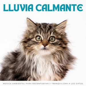 Lluvia Calmante: Música Ambiental Para Reconfortar Y Tranquilizar A Los Gatos - Fabricantes de lluvia suave