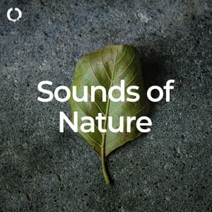 Sounds of Nature: Deep Sleep - Nature Calm