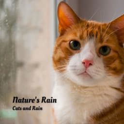 Nature's Rain: Cats and Rain - Atmospheric Force