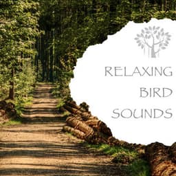 Relaxing Bird Sounds - Natural Spirit