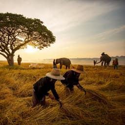 Mindful Nature Transcendence: A Binaural Soundscape for Intense Work - Peaceful Nature Sounds