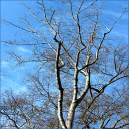 Brown Wave Ambiance for Deeper Relaxation and Focus - Spa & Spa