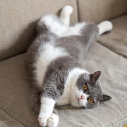 Calming Tunes for Cats: Quiet Moments - Binaural Recorders