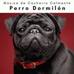 4 Patas: Perro Dormilón - Música de Cachorro Calmante