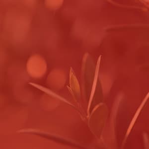 Music for Storytelling - No Drums Jazz - Soft Acoustic Jazz