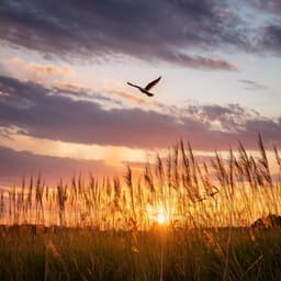 La Armonía Se Despliega: Música Para Cada Momento - Música de limpieza