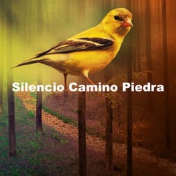 Silencio Camino Piedra - Sonidos De Aves