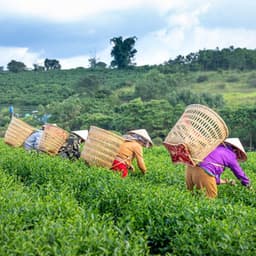 Workday Harmony: Binaural Soundscapes for Nature Work - Music for Freelancers