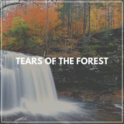 Tears of the Forest - Waterfalling