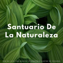 Santuario De La Naturaleza: Spa De Lujo Con Música Tranquila Y Cantos De Pájaros - Pájaros en el Bosque