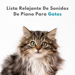 Lista Relajante De Sonidos De Piano Para Gatos - Canal de piano clásico