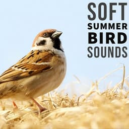Soft Summer Bird Sounds: Nature Recordings - Natural Sound Makers