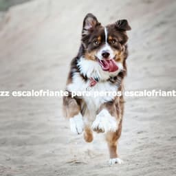 Jazz escalofriante para perros escalofriantes - Soft Jazz Moment