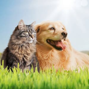 Calming Music for Restful Pets - Sonic Brainwaves