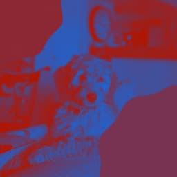 Music for Doggy Wellness - Bubbly Bossa Nova Vibraphone - Relaxing Dog Music Seduction