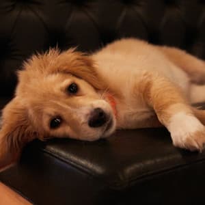 Dog Oasis: Serene Melodies for Soothing Relaxation - Relaxing Ambients