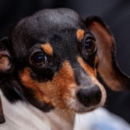 Inspired Background for Separation Anxiety - Classy Relaxing Dog Music