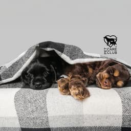 Little Puppy Under a Blanket - Pet Care Club