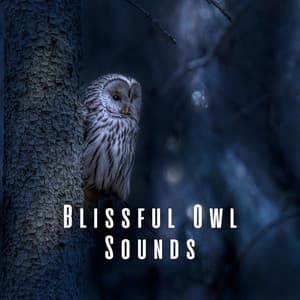 Blissful Owl Sounds - Birds On Television
