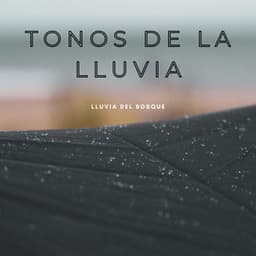 Tonos De La Lluvia: Lluvia Del Bosque - #Relajante