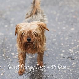 Sweet Energy Dogs with Rain - Rain and Chill