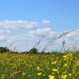 Tranquil Meadowlands: Nature's Serene Symphony - Mindful Measures