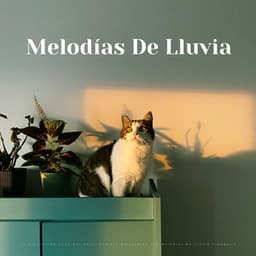 La Canción De Cuna Del Gato: Sonidos Relajantes Con Melodías De Lluvia Tranquila - Fabricantes De Lluvia