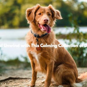 Relax and Unwind with This Calming Collection of Dog Music - Dog Calming Music