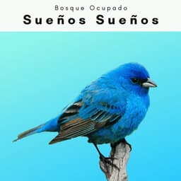 3 2 1 Sueños Sueños - Bosque Ocupado