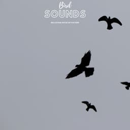 Bird Sounds Relaxing Noise of Nature - Natural Sample Makers