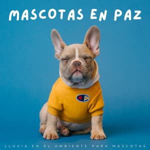 Mascotas En Paz: Lluvia En El Ambiente Para Mascotas - Nación Lofi Hip Hop