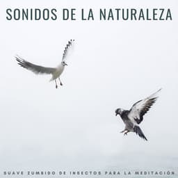 Sonidos De La Naturaleza: Suave Zumbido De Insectos Para La Meditación - Grillos Cantantes