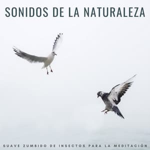 Sonidos De La Naturaleza: Suave Zumbido De Insectos Para La Meditación - Grillos Cantantes