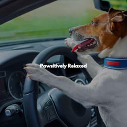 Pawsitively Relaxed - Música para Descansar