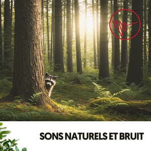 Sons Naturels et Bruit : La Percussion de la Pluie - Relajacion