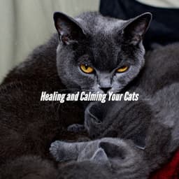 Healing and Calming Your Cats - Fine Dining Music