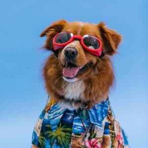 Echoes of Doggies and Holidays - Chill My Pooch