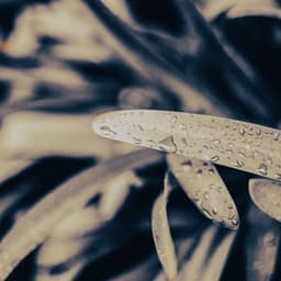 1AM Water Sounds: Renewal - 24H Rain Sounds