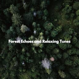 Forest Echoes and Relaxing Tunes - Rilassante Jazz Musica