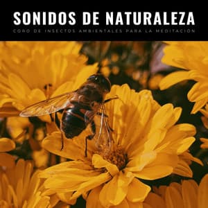 Sonidos De Naturaleza: Coro De Insectos Ambientales Para La Meditación - Etiqueta de la naturaleza