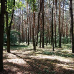 My Dreams - Musica relajante dormir