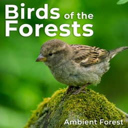 Birds of the Forests - Ambient Forest