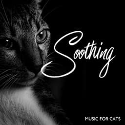 Soothing Music For Cats - Henry Czeknel