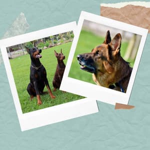 Background Music for Sleeping Dog - Music for Dogs Radio