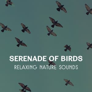 Serenade of Birds – Relaxing Nature Sounds, Healing Music for Peaceful Ambience, Deep Meditation & Sleep - Healing Touch Universe
