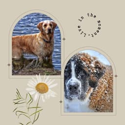 Guitar Chill Out - Background Music for Dog Calming - Relaxing Dog Music Society