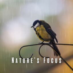 Nature's Focus: Harmonizing Rain, Birds, and Chill Music - Rain Palace